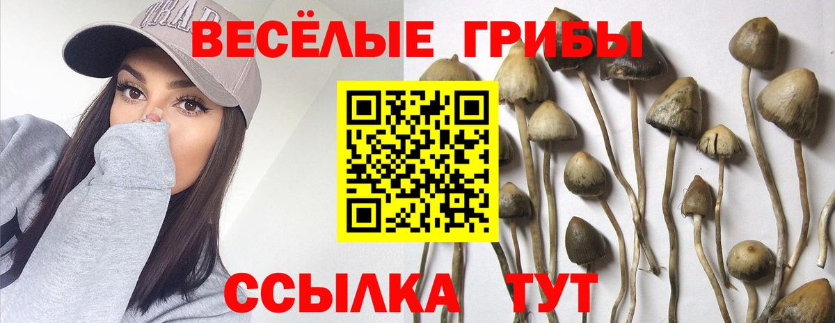 Галлюциногенные грибы Psilocybe Мегион